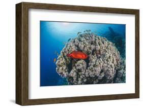 Common Bigeye (Priacanthus Hamrur), Sheltering Next to Coral Reef, Ras Mohammed National Park-Mark Doherty-Framed Photographic Print