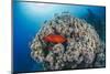 Common Bigeye (Priacanthus Hamrur), Sheltering Next to Coral Reef, Ras Mohammed National Park-Mark Doherty-Mounted Photographic Print