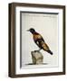 Common Blackbird from Brazil or Brazilian Gold Miner (Merula Ex Nigro Et Viridescente Et Aureo Vari-null-Framed Giclee Print