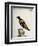 Common Blackbird from Brazil or Brazilian Gold Miner (Merula Ex Nigro Et Viridescente Et Aureo Vari-null-Framed Giclee Print