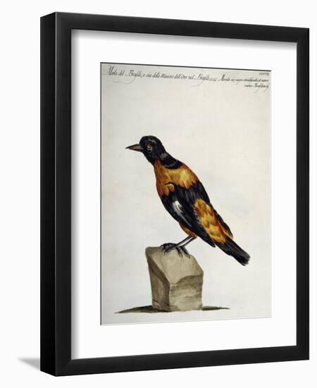 Common Blackbird from Brazil or Brazilian Gold Miner (Merula Ex Nigro Et Viridescente Et Aureo Vari-null-Framed Giclee Print