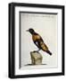 Common Blackbird from Brazil or Brazilian Gold Miner (Merula Ex Nigro Et Viridescente Et Aureo Vari-null-Framed Giclee Print