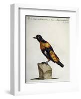 Common Blackbird from Brazil or Brazilian Gold Miner (Merula Ex Nigro Et Viridescente Et Aureo Vari-null-Framed Giclee Print