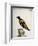 Common Blackbird from Brazil or Brazilian Gold Miner (Merula Ex Nigro Et Viridescente Et Aureo Vari-null-Framed Giclee Print