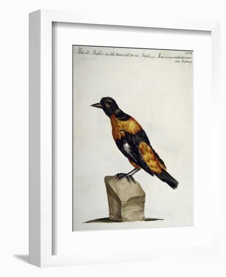 Common Blackbird from Brazil or Brazilian Gold Miner (Merula Ex Nigro Et Viridescente Et Aureo Vari-null-Framed Giclee Print