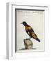 Common Blackbird from Brazil or Brazilian Gold Miner (Merula Ex Nigro Et Viridescente Et Aureo Vari-null-Framed Giclee Print