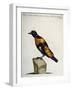 Common Blackbird from Brazil or Brazilian Gold Miner (Merula Ex Nigro Et Viridescente Et Aureo Vari-null-Framed Giclee Print