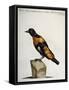 Common Blackbird from Brazil or Brazilian Gold Miner (Merula Ex Nigro Et Viridescente Et Aureo Vari-null-Framed Stretched Canvas