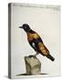 Common Blackbird from Brazil or Brazilian Gold Miner (Merula Ex Nigro Et Viridescente Et Aureo Vari-null-Stretched Canvas