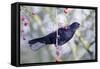 Common Blackbird Hanging from Hawthorn Bush-null-Framed Stretched Canvas