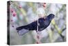 Common Blackbird Hanging from Hawthorn Bush-null-Stretched Canvas