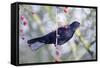 Common Blackbird Hanging from Hawthorn Bush-null-Framed Stretched Canvas