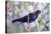 Common Blackbird Hanging from Hawthorn Bush-null-Stretched Canvas