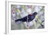 Common Blackbird Hanging from Hawthorn Bush-null-Framed Photographic Print