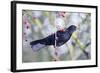 Common Blackbird Hanging from Hawthorn Bush-null-Framed Photographic Print