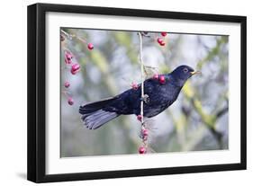 Common Blackbird Hanging from Hawthorn Bush-null-Framed Photographic Print