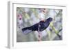 Common Blackbird Hanging from Hawthorn Bush-null-Framed Photographic Print