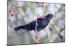 Common Blackbird Hanging from Hawthorn Bush-null-Mounted Photographic Print