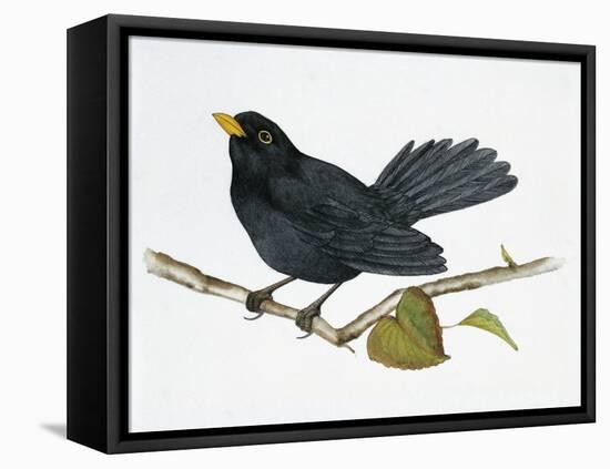 Common Blackbird (Turdus Merula), Turdidae-null-Framed Stretched Canvas
