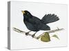 Common Blackbird (Turdus Merula), Turdidae-null-Stretched Canvas
