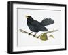 Common Blackbird (Turdus Merula), Turdidae-null-Framed Giclee Print