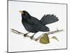 Common Blackbird (Turdus Merula), Turdidae-null-Mounted Giclee Print