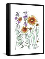 Common Blanket Flower-Beverly Dyer-Framed Stretched Canvas