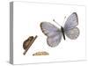 Common Blue Butterfly, Caterpillar, and Pupae (Polyommatus Icarus), Insects-Encyclopaedia Britannica-Stretched Canvas