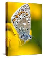 Common Blue Butterfly Cornwall Uk-Ross Hoddinott-Stretched Canvas