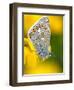 Common Blue Butterfly Cornwall Uk-Ross Hoddinott-Framed Premium Photographic Print