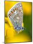 Common Blue Butterfly Cornwall Uk-Ross Hoddinott-Mounted Photographic Print