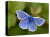 Common Blue Butterfly Dunsdon Nature Reserve, Near Holsworthy, Devon, UK-Ross Hoddinott-Stretched Canvas