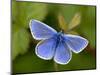 Common Blue Butterfly Dunsdon Nature Reserve, Near Holsworthy, Devon, UK-Ross Hoddinott-Mounted Photographic Print
