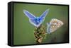 Common Blue Butterfly Male and Female-null-Framed Stretched Canvas