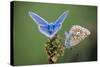 Common Blue Butterfly Male and Female-null-Stretched Canvas