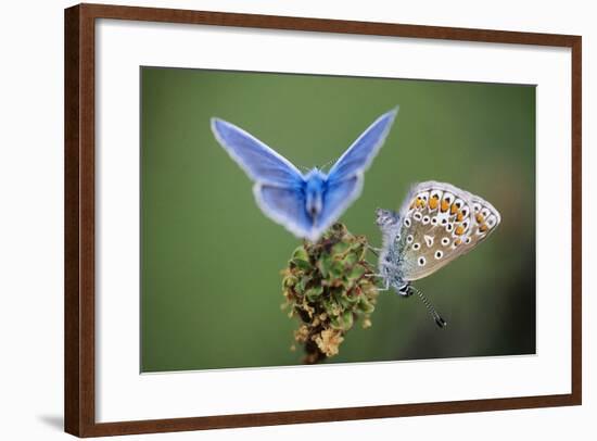 Common Blue Butterfly Male and Female-null-Framed Photographic Print