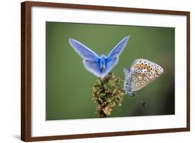 Common Blue Butterfly Male and Female-null-Framed Photographic Print