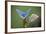 Common Blue Butterfly Male and Female-null-Framed Photographic Print