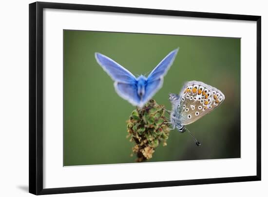 Common Blue Butterfly Male and Female-null-Framed Photographic Print