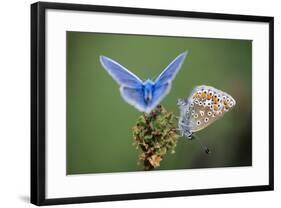 Common Blue Butterfly Male and Female-null-Framed Photographic Print