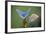 Common Blue Butterfly Male and Female-null-Framed Photographic Print