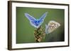 Common Blue Butterfly Male and Female-null-Framed Photographic Print