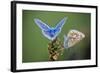 Common Blue Butterfly Male and Female-null-Framed Photographic Print