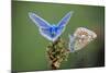 Common Blue Butterfly Male and Female-null-Mounted Photographic Print