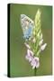 Common Blue Butterfly on Common Spotted Orchid-null-Stretched Canvas