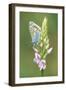 Common Blue Butterfly on Common Spotted Orchid-null-Framed Photographic Print