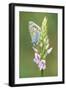 Common Blue Butterfly on Common Spotted Orchid-null-Framed Photographic Print