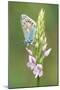 Common Blue Butterfly on Common Spotted Orchid-null-Mounted Photographic Print