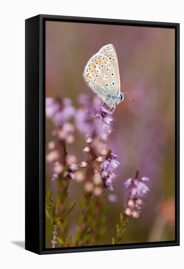 Common Blue Butterfly (Polyommatus Icarus), Resting on Flowering Heather, Dorset, England, UK-Ross Hoddinott-Framed Stretched Canvas
