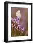 Common Blue Butterfly (Polyommatus Icarus), Resting on Flowering Heather, Dorset, England, UK-Ross Hoddinott-Framed Photographic Print